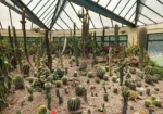 Cactus Garden
