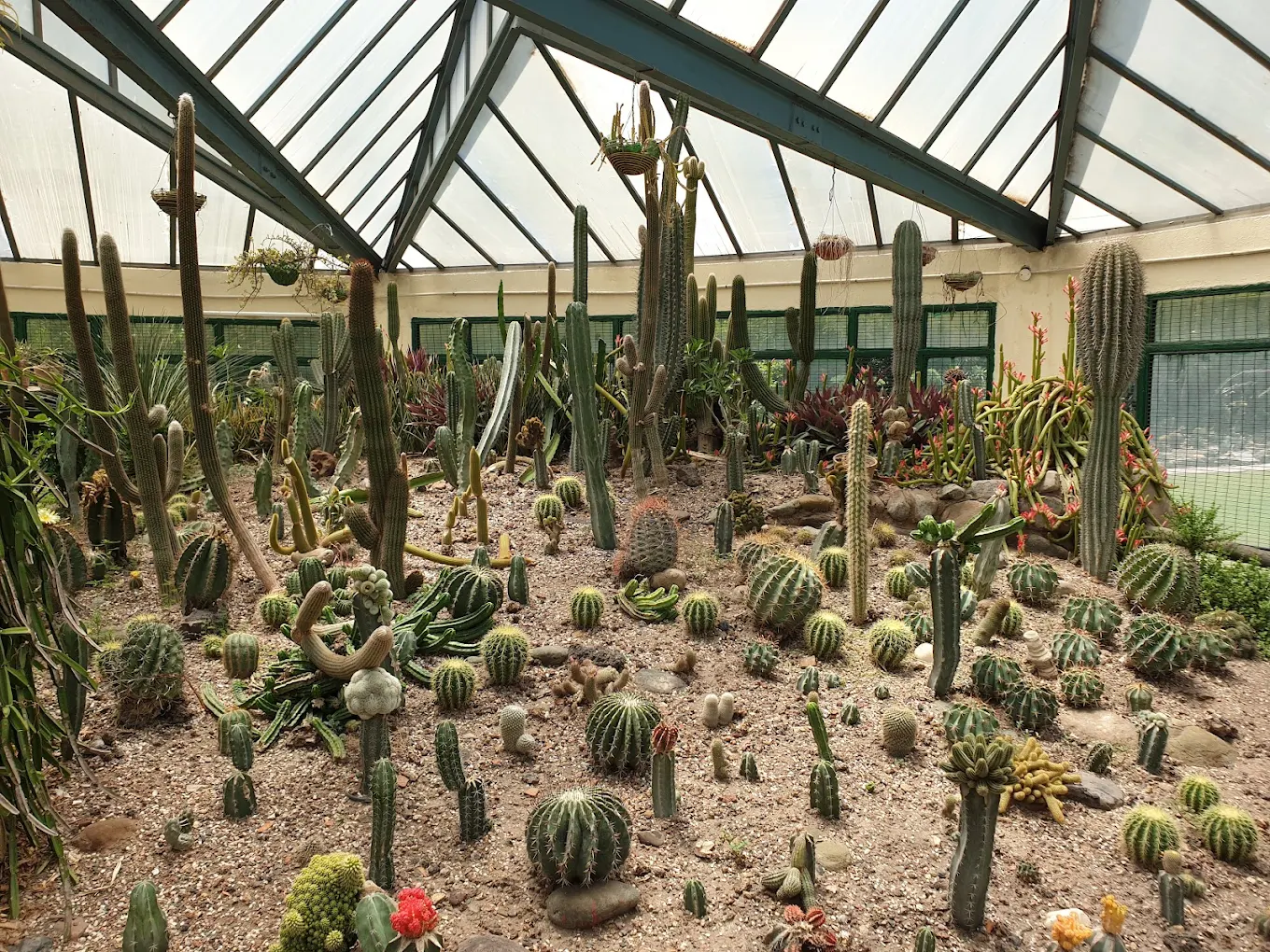 Cactus Garden