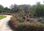 Cactus Garden