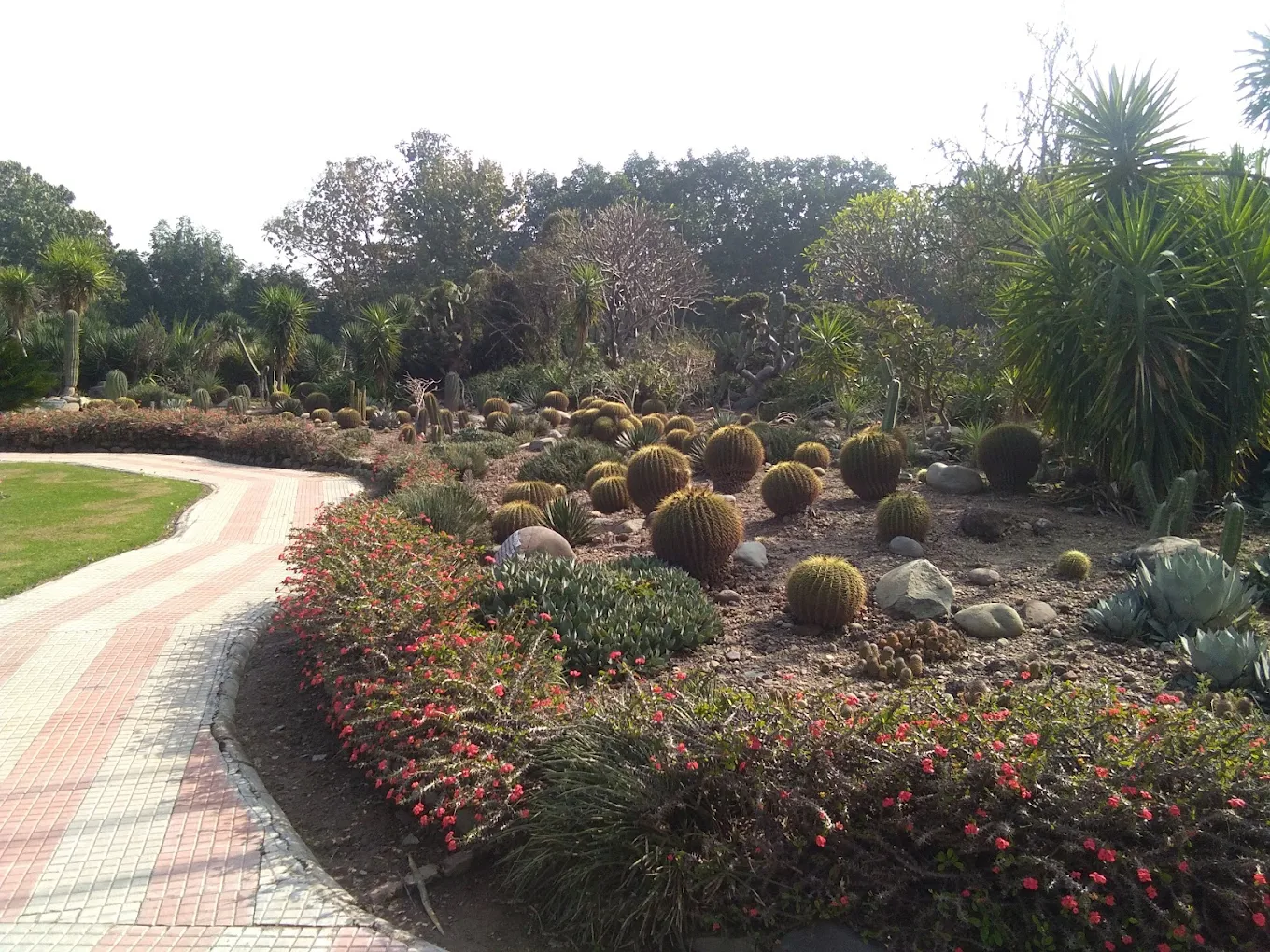 Cactus Garden